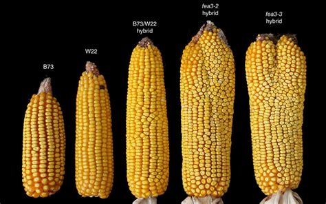  Unlocking the Secrets of Maize: Understanding Maize: An Indigenous Perspective